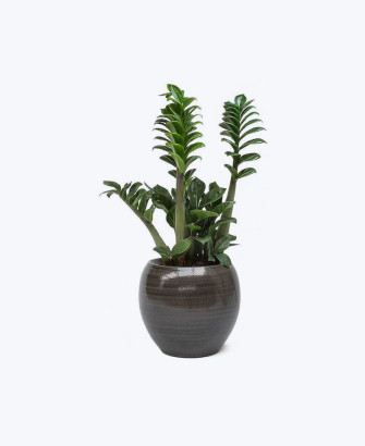 creative farmer indoor