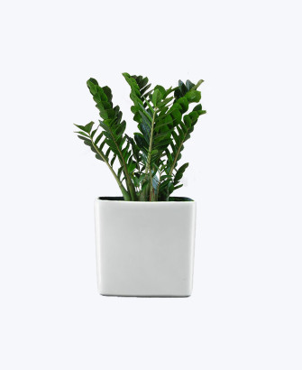 grow urban dieffenbachia
