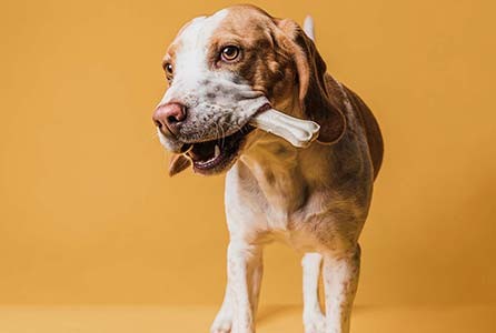 Discover must have pet products for comfort wellness and fun