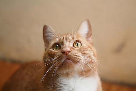 Find trusted pet products for comfort nutrition and daily wellness