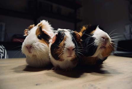 Discover must have pet essentials for loving homes and owners