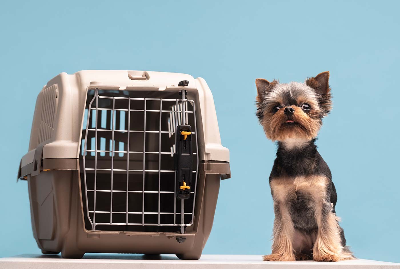 Shop trusted pet accessories for active pets and joyful days