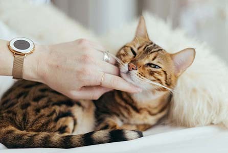 Shop Pet Store Favorites for Better Care and Happy Tails