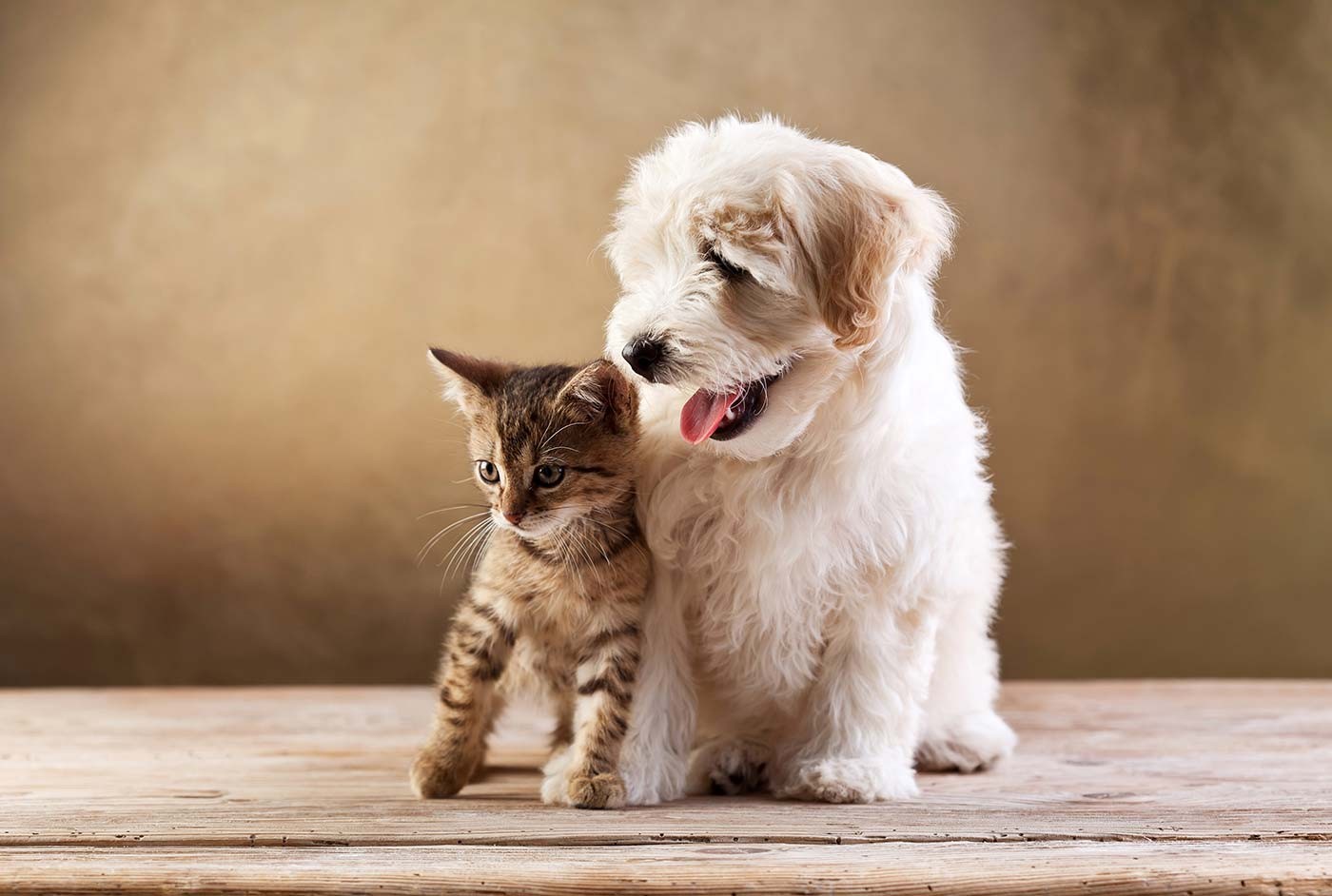 Essential pet supplies every loving owner should keep at home