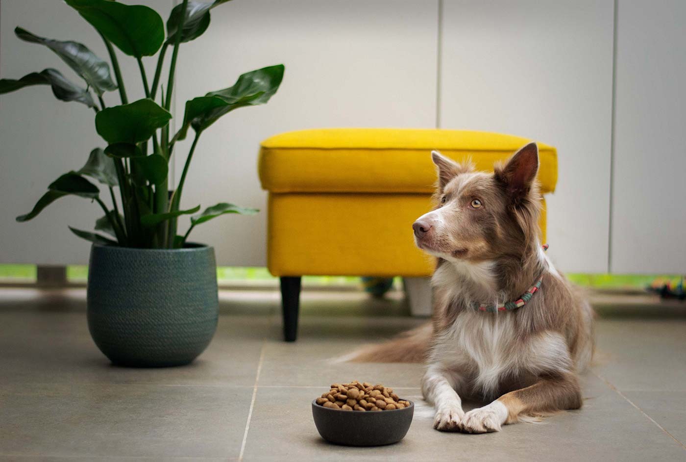 Best pet store products for playful pets and loving families