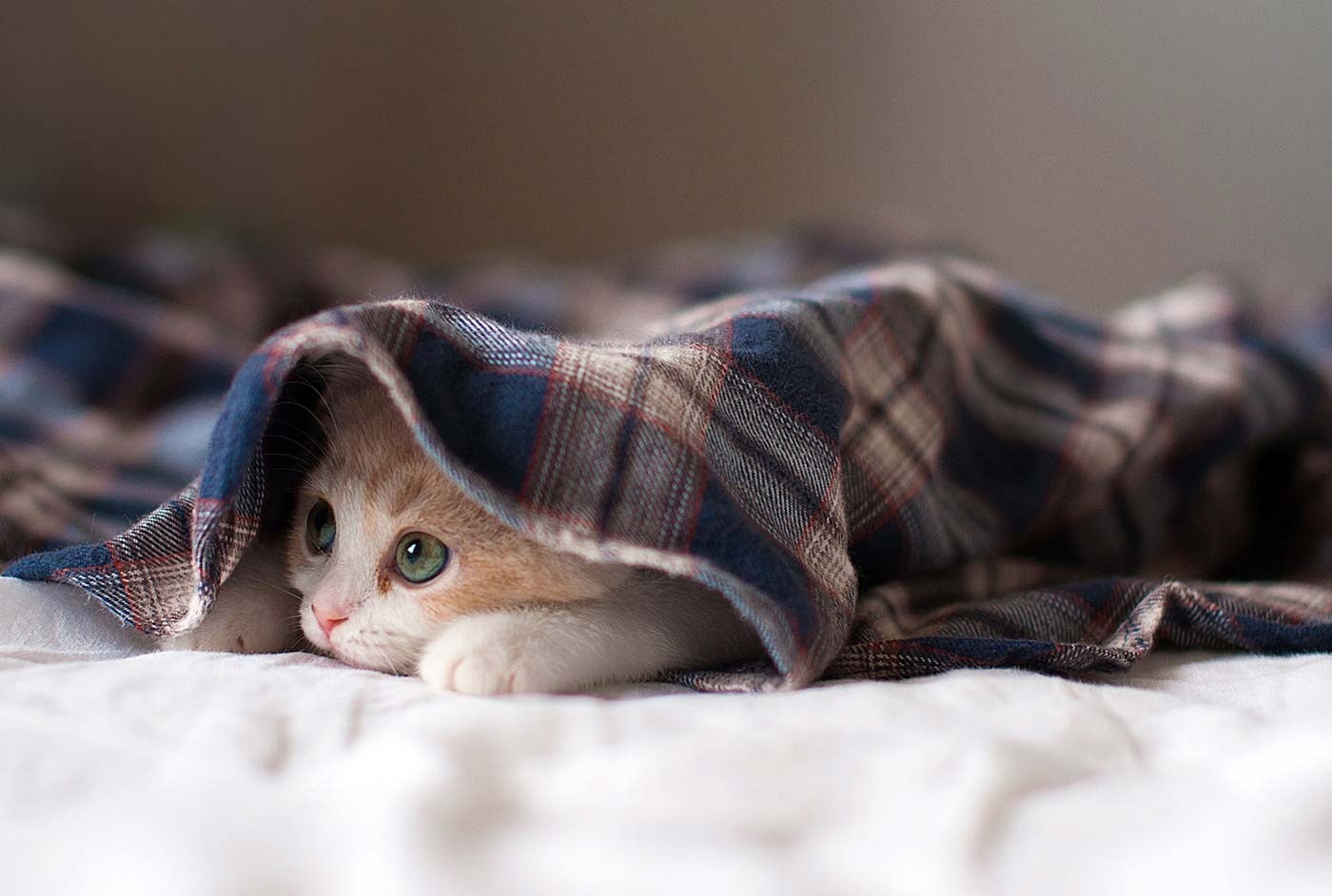 Find stylish pet accessories for comfort fun and healthy living