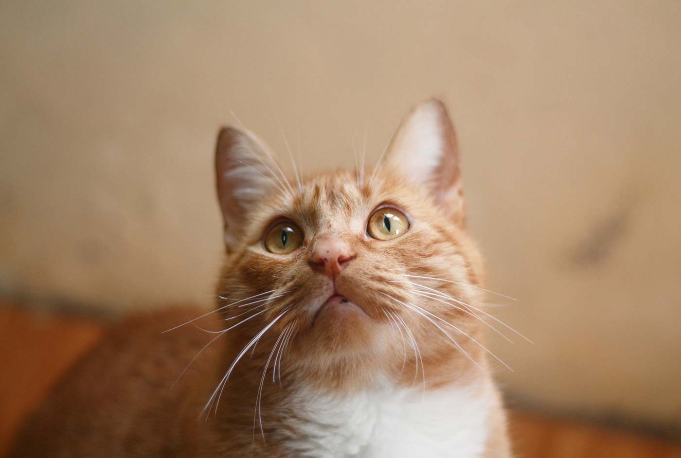 Find trusted pet products for comfort nutrition and daily wellness