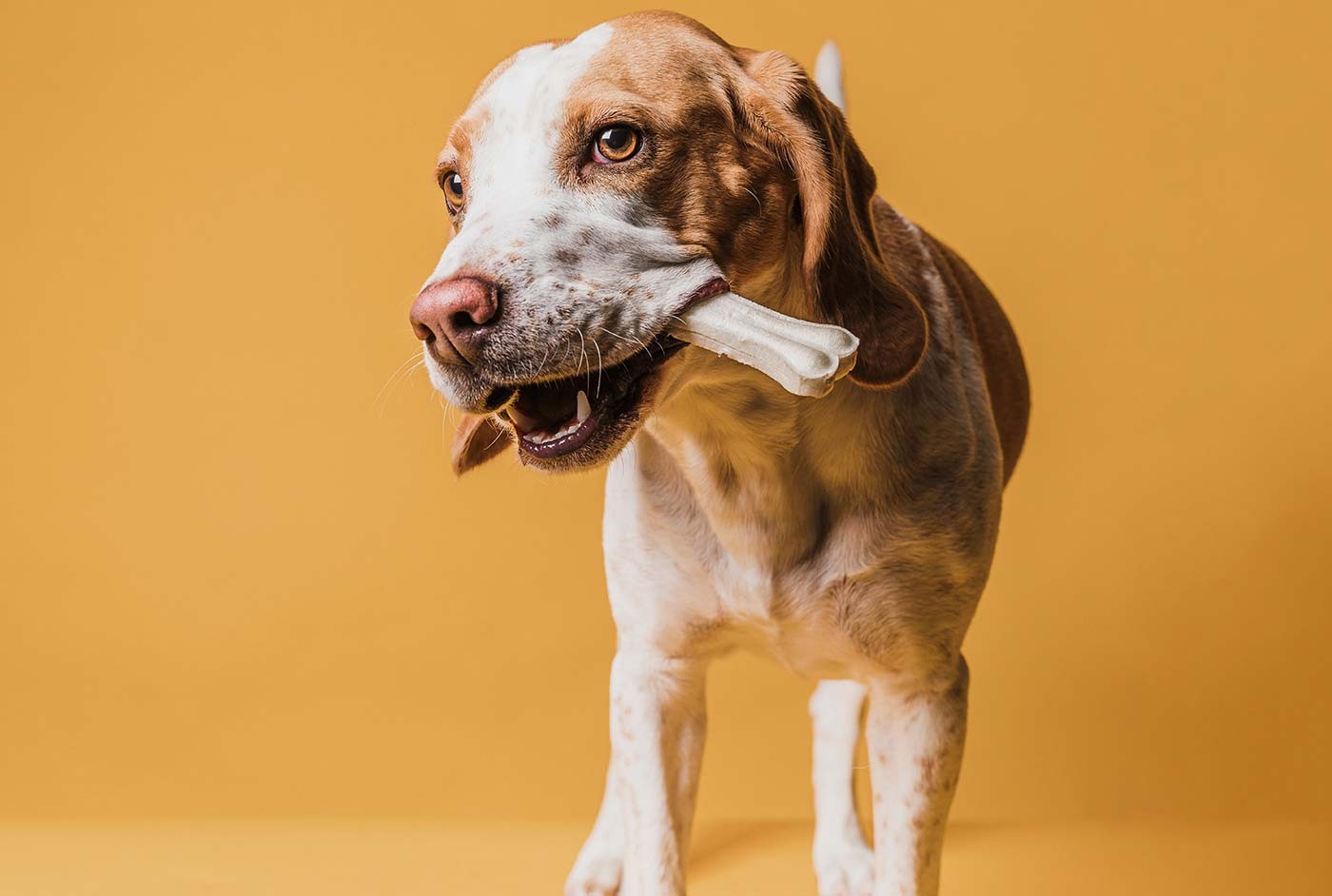 Discover must have pet products for comfort wellness and fun